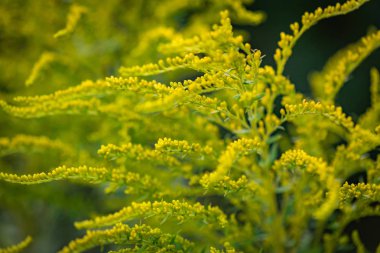 Yağmurdan sonra parlak flora