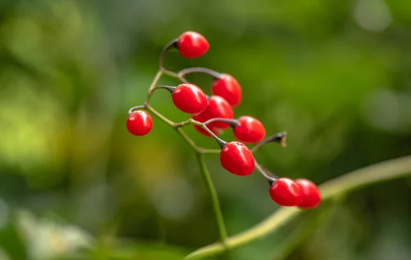 Heldere Flora Regen — Stockfoto