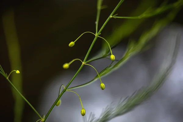 Flora Brilhante Após Chuva — Fotografia de Stock