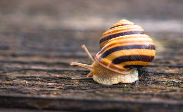 The snail moves on a wooden surface
