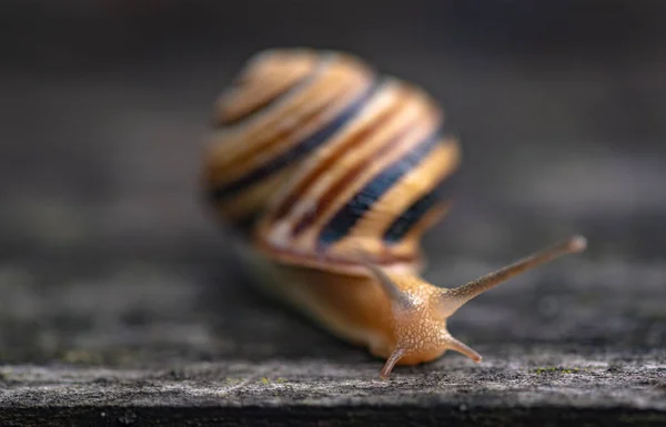 Snail Moves Wooden Surface — Stock Photo, Image