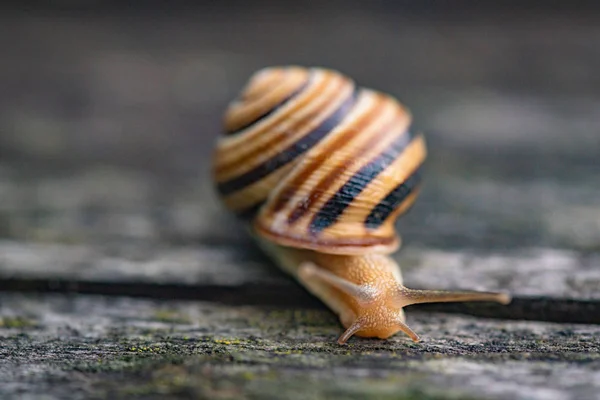 Chiocciola Muove Una Superficie Legno — Foto Stock