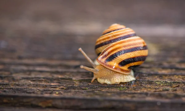 Lumaca Strisciare Una Superficie Legno — Foto Stock