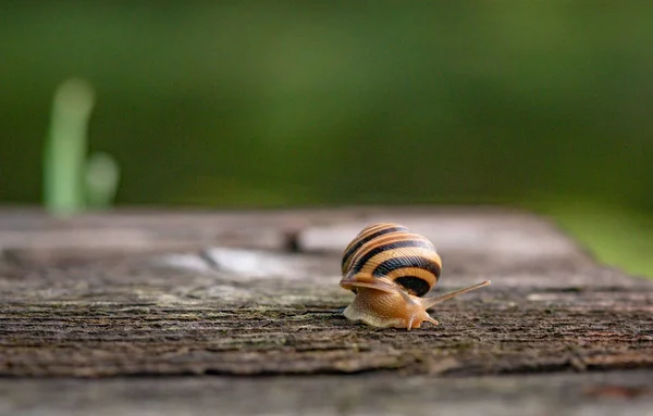 Snail Crawling Wooden Surface — Stock Photo, Image