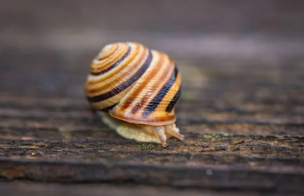 Lumaca Strisciare Una Superficie Legno — Foto Stock