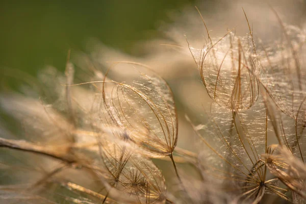 Yağmurdan sonra parlak flora