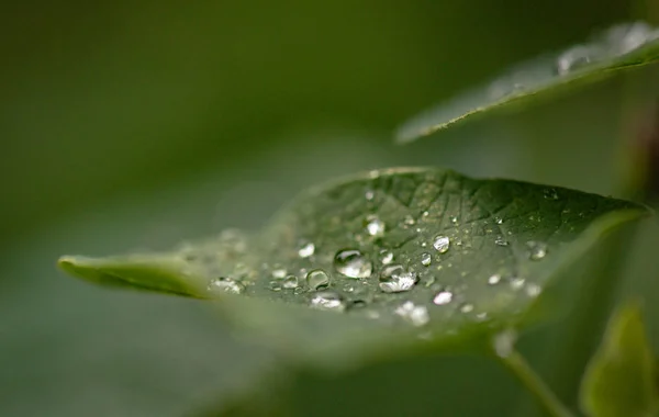 Ljus Flora Efter Regnet — Stockfoto