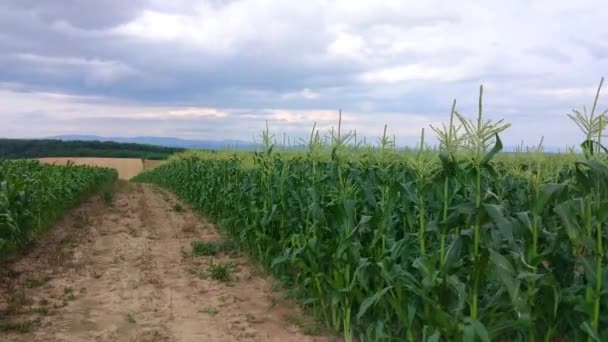 Yaz Aylarında Karpat Dağları Timelapse Manzaralar — Stok video