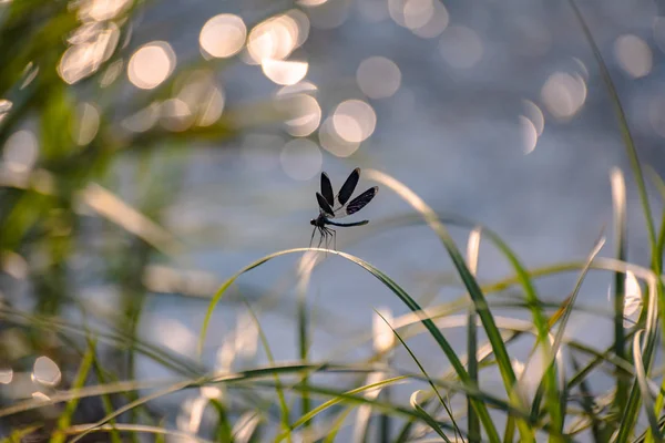 yusufçuk kök üzerinde oturur