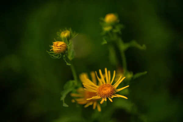 Rappresentanti Del Mondo Della Flora — Foto Stock