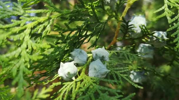 Thuja Blomstrende Skudd Makro – stockvideo