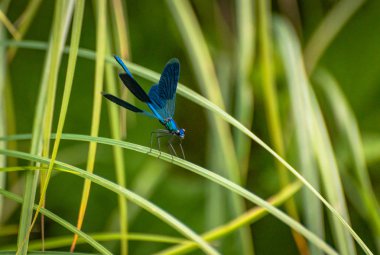 yusufçuk kök üzerinde oturur