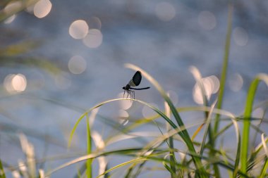 yusufçuk kök üzerinde oturur