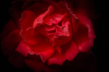 Muhteşem çiçek kraliçesi