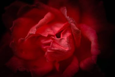 Muhteşem çiçek kraliçesi