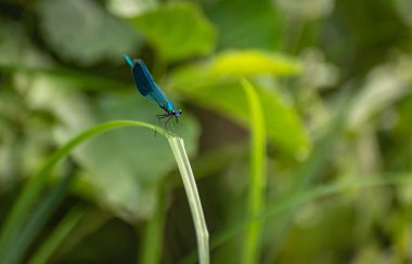 yusufçuk kök üzerinde oturur