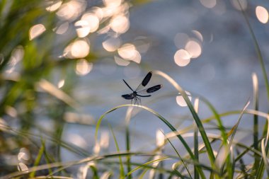 yusufçuk kök üzerinde oturur