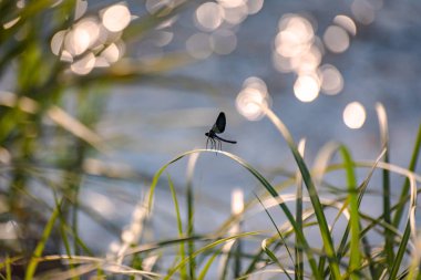 yusufçuk kök üzerinde oturur