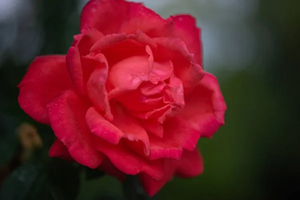 Nádherná Královna Květin — Stock fotografie
