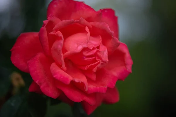 Magnífica Rainha Das Flores — Fotografia de Stock