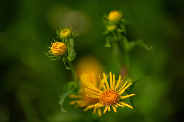 Világos Sárga Erdei Virágok — Stock Fotó