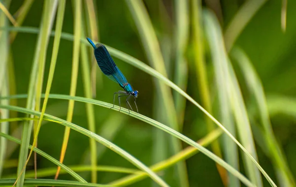 Dragonfly Sitter Stammen — Stockfoto