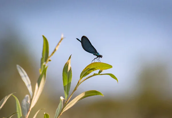 Dragonfly Sitter Stammen — Stockfoto