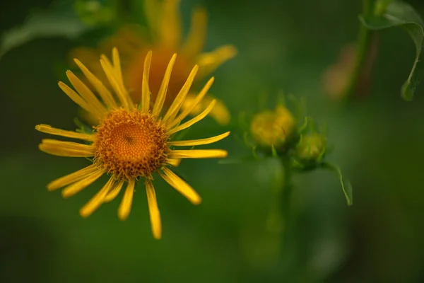 Яскраві Жовті Лісові Квіти — стокове фото