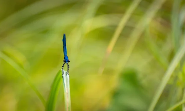 Dragonfly Sitter Stammen — Stockfoto