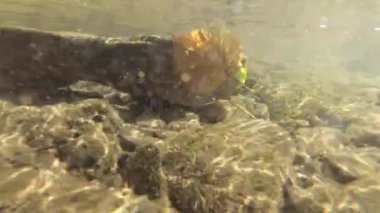 Yaz aylarında dağ nehir suyu