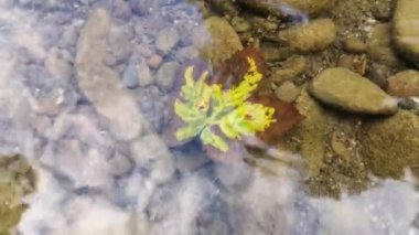 Yaz aylarında dağ nehir suyu