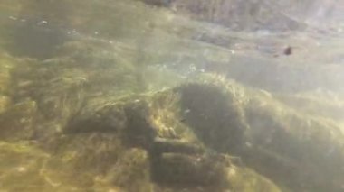 Yaz aylarında dağ nehir suyu