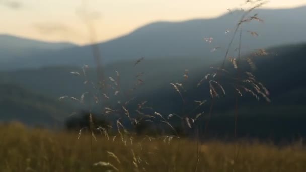 Krajina Karpat Létě — Stock video