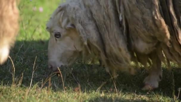 Πρόβατα Βόσκουν Στα Καρπάθια — Αρχείο Βίντεο