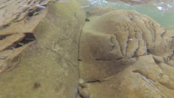 Agua Del Río Montaña Verano — Vídeos de Stock