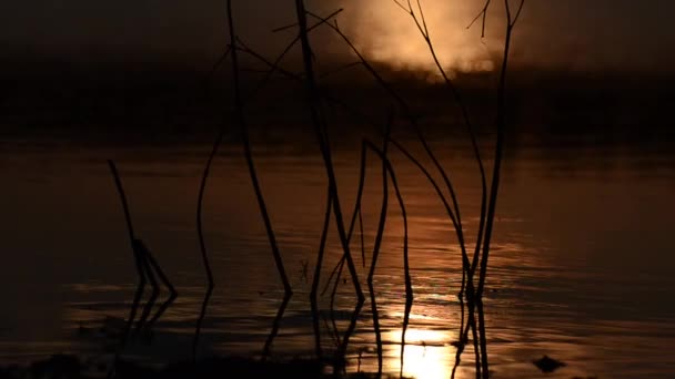 Горная Речная Вода Летом — стоковое видео