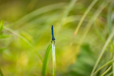 yusufçuk kök üzerinde oturur