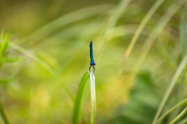 yusufçuk kök üzerinde oturur
