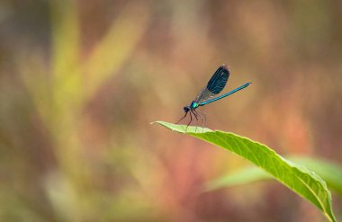 yusufçuk kök üzerinde oturur