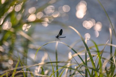 yusufçuk kök üzerinde oturur
