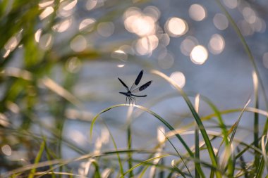 yusufçuk kök üzerinde oturur