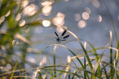 yusufçuk kök üzerinde oturur