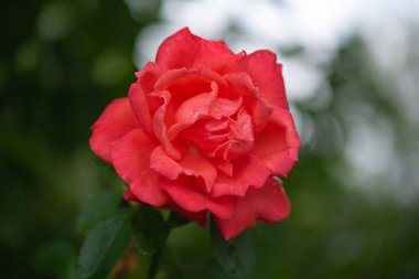 Muhteşem çiçek kraliçesi