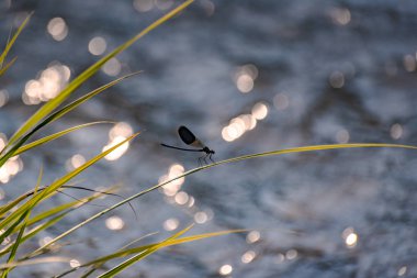 yusufçuk kök üzerinde oturur