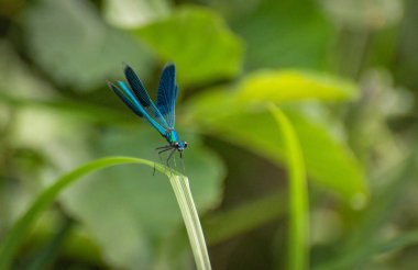 yusufçuk kök üzerinde oturur
