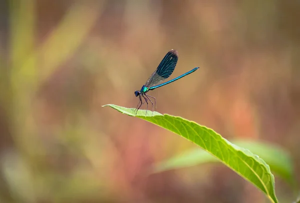 Libelle Sitzt Auf Dem Stamm — Stockfoto