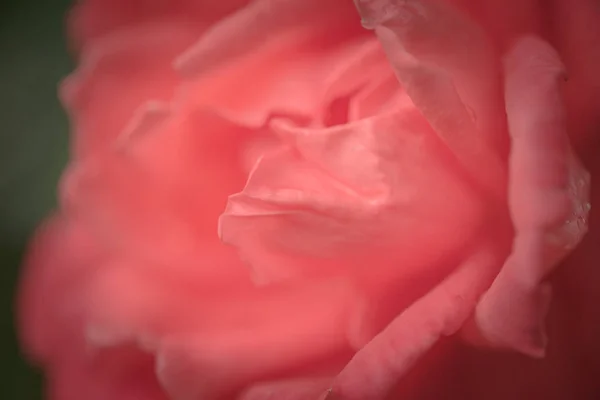 Magnificent Queen Flowers — Stock Photo, Image