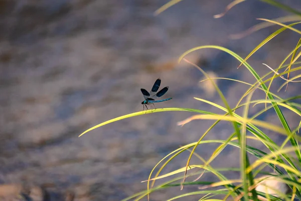 Dragonfly Sitter Stammen — Stockfoto