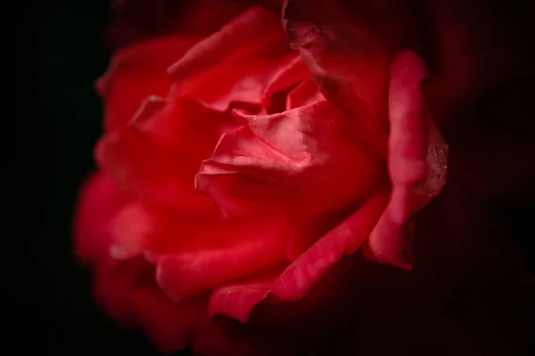 Magnificent Queen Flowers — Stock Photo, Image