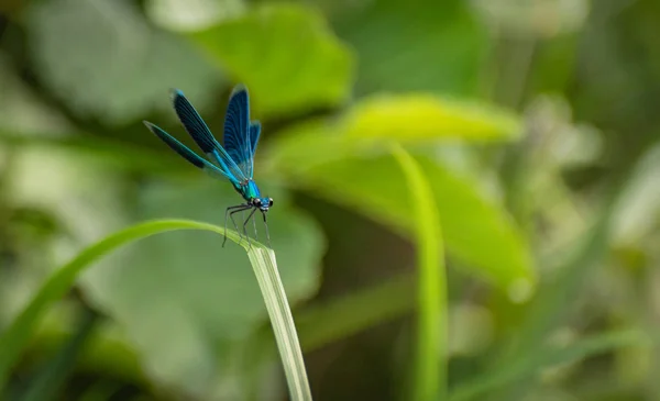 Dragonfly Sits Stem — Stock Photo, Image